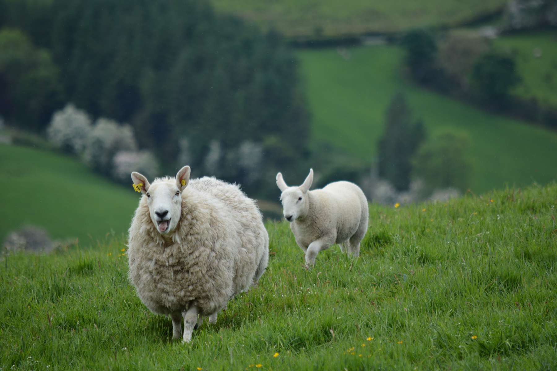 Sheeps in Ireland